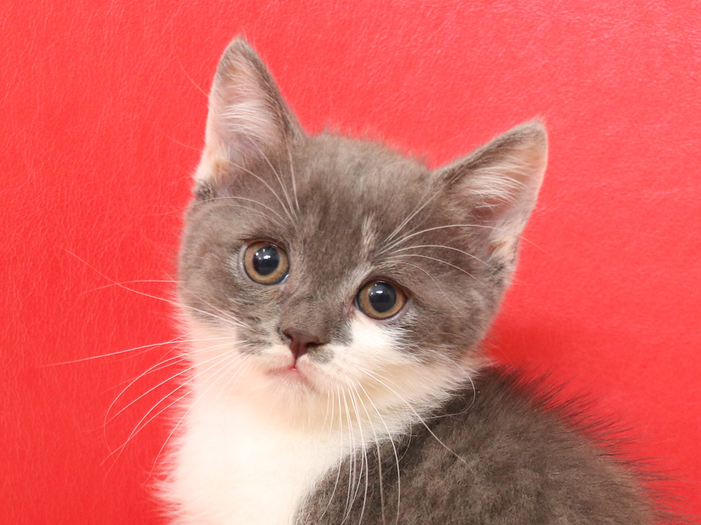 スコティッシュフォールドの子猫画像