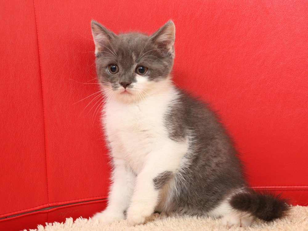 スコティッシュフォールドの子猫画像