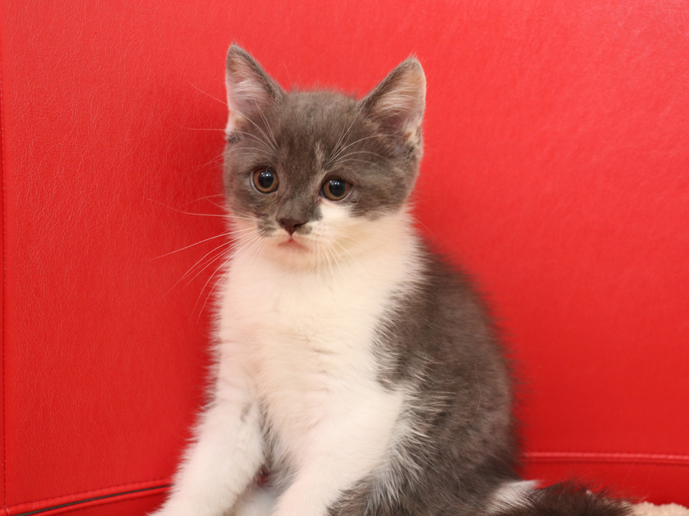 スコティッシュフォールドの子猫画像
