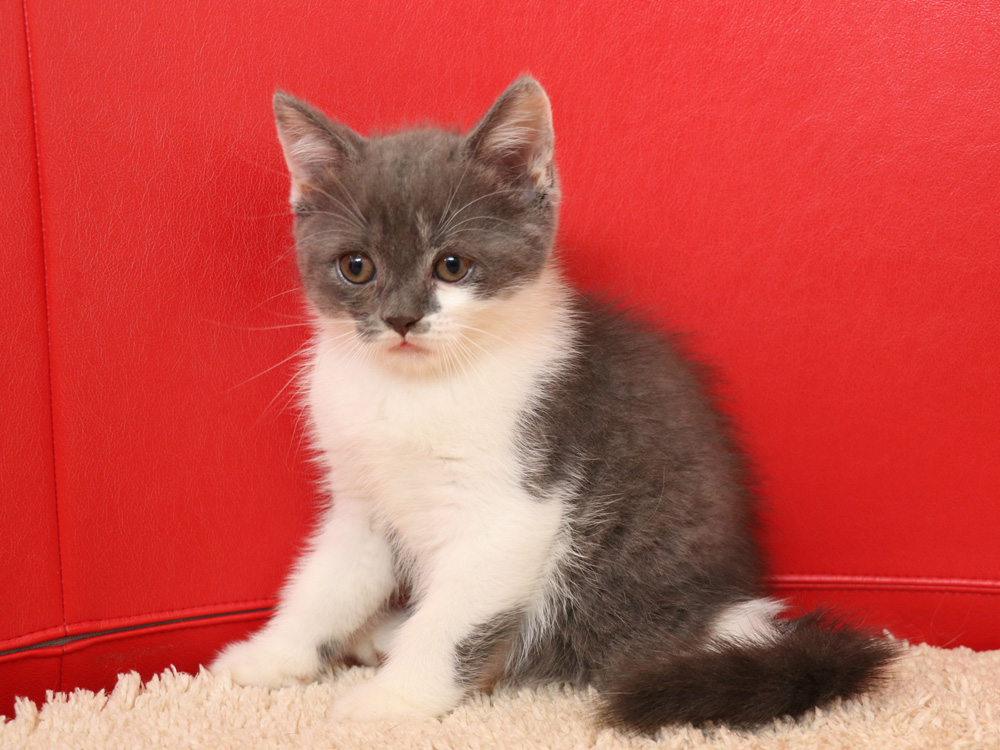 スコティッシュフォールドの子猫画像