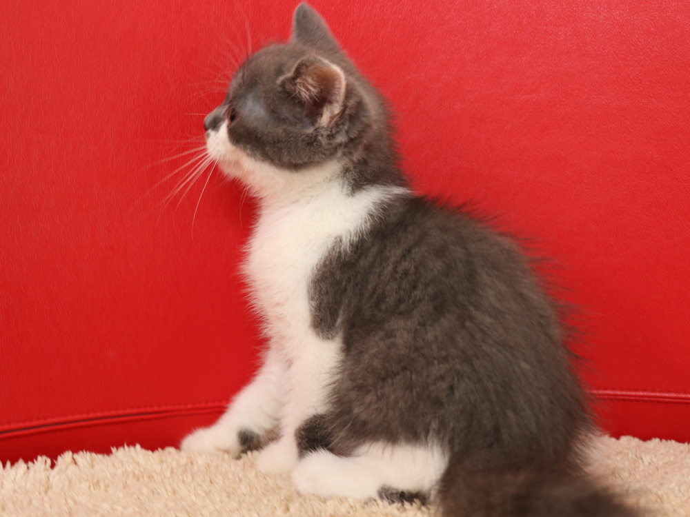 スコティッシュフォールドの子猫画像
