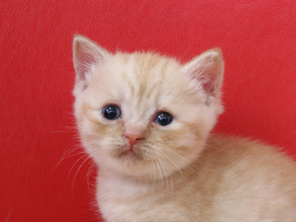 スコティッシュフォールドの子猫画像