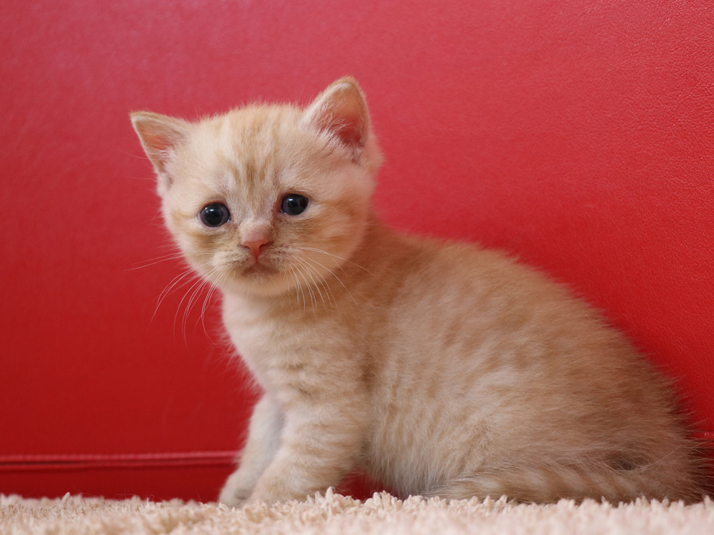 スコティッシュフォールドの子猫画像