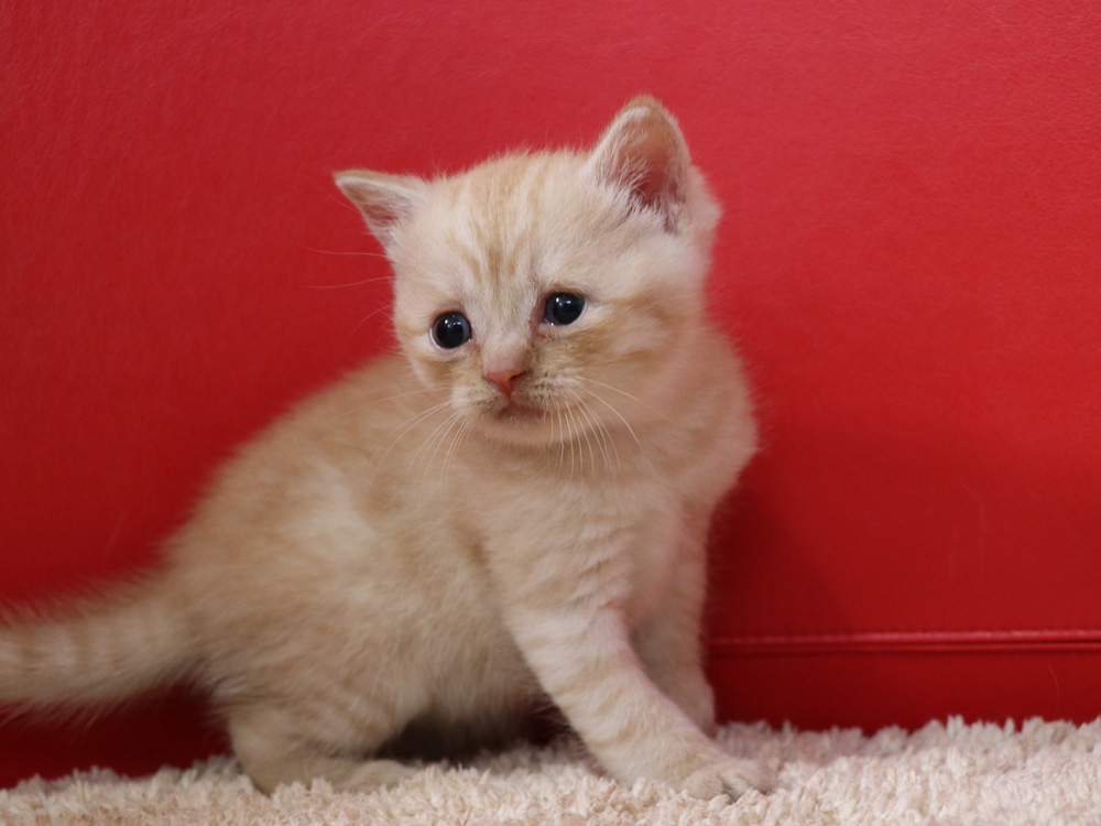 スコティッシュフォールドの子猫画像