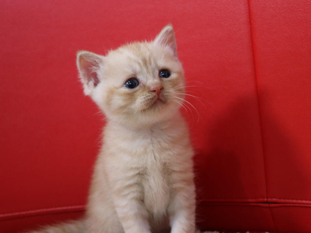 スコティッシュフォールドの子猫画像