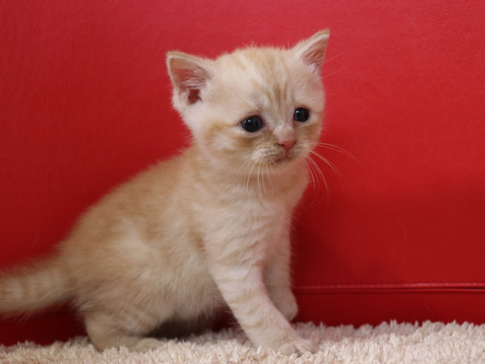 スコティッシュフォールドの子猫画像