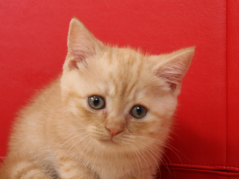 スコティッシュフォールドの子猫画像