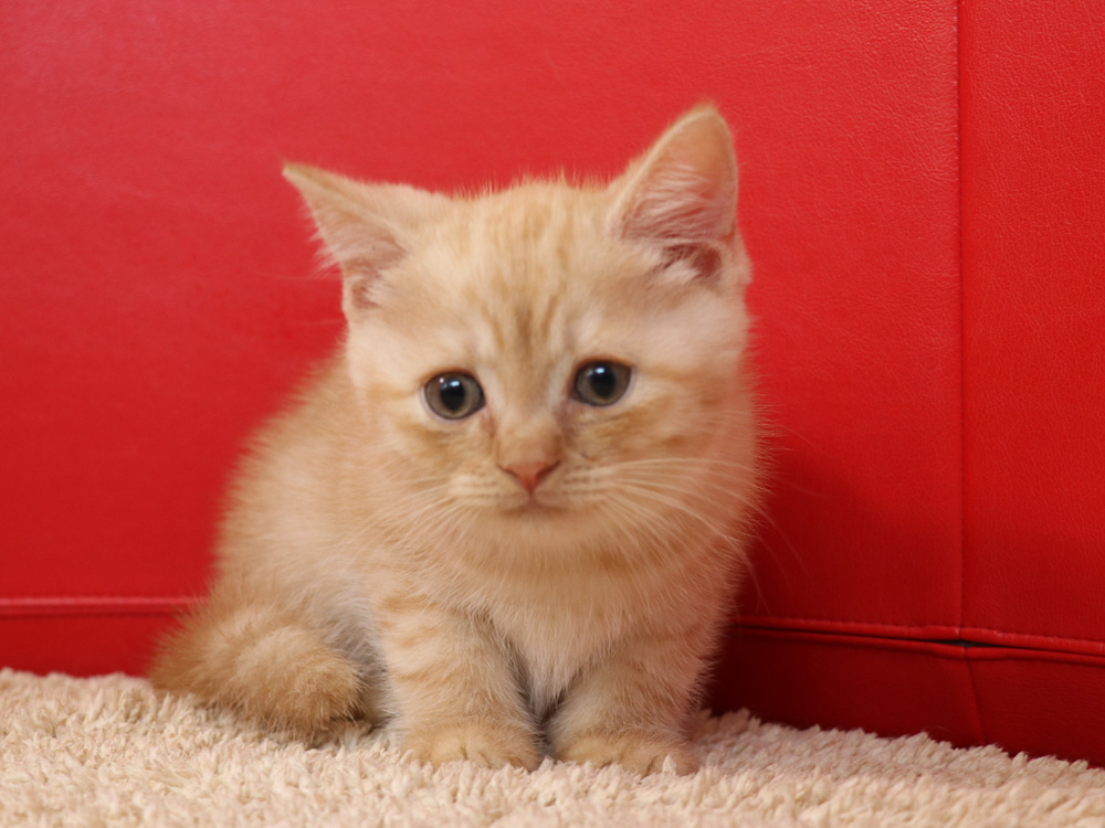 スコティッシュフォールドの子猫画像