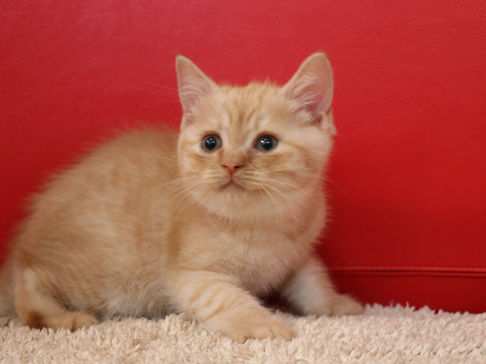 スコティッシュフォールドの子猫画像