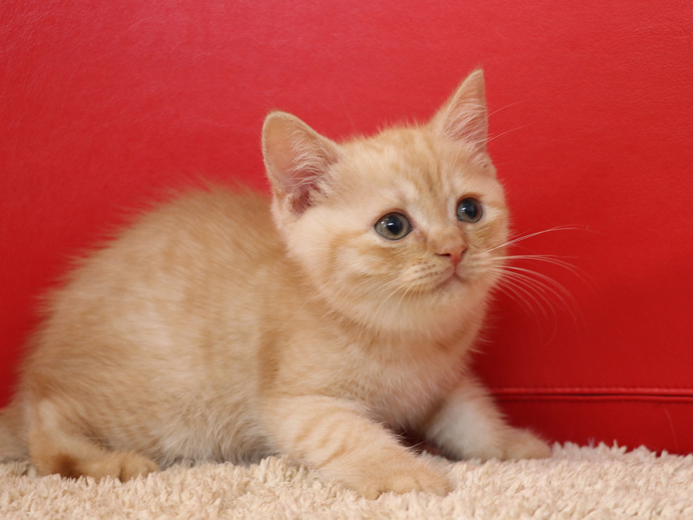 スコティッシュフォールドの子猫画像