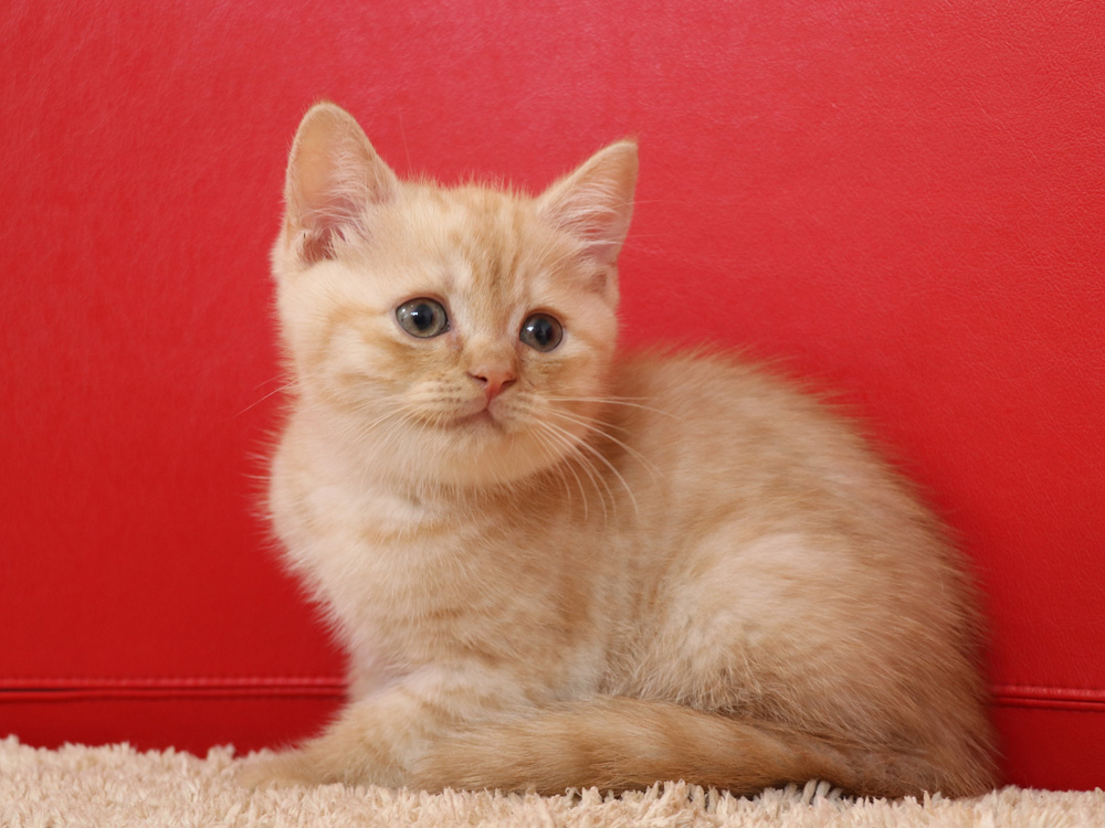 スコティッシュフォールドの子猫画像