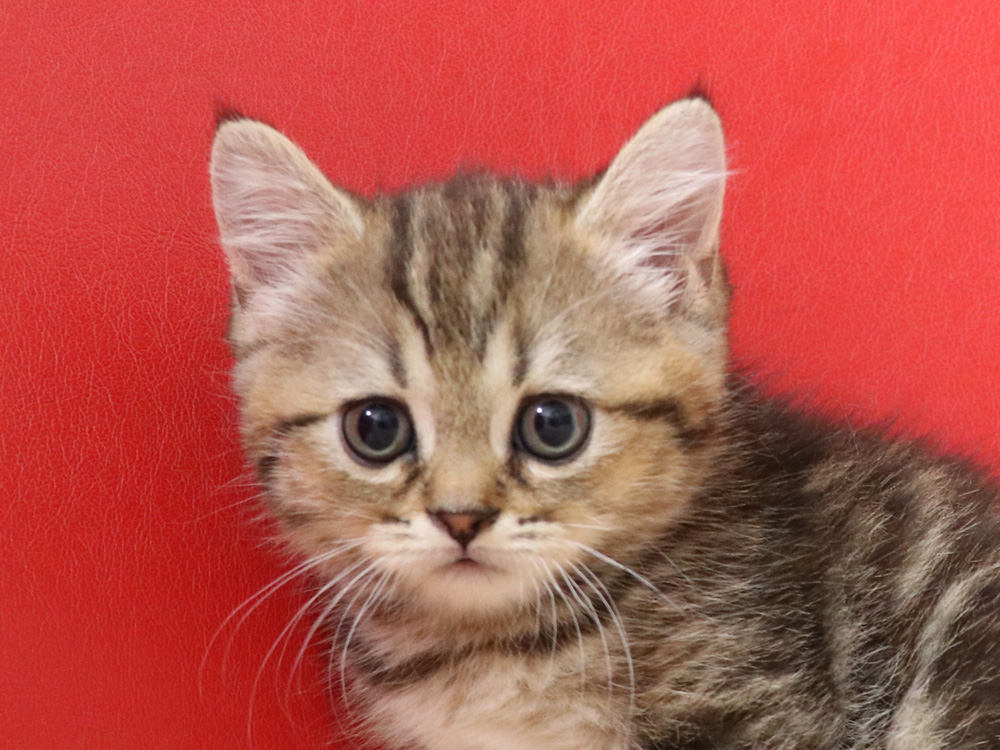 スコティッシュフォールドの子猫画像