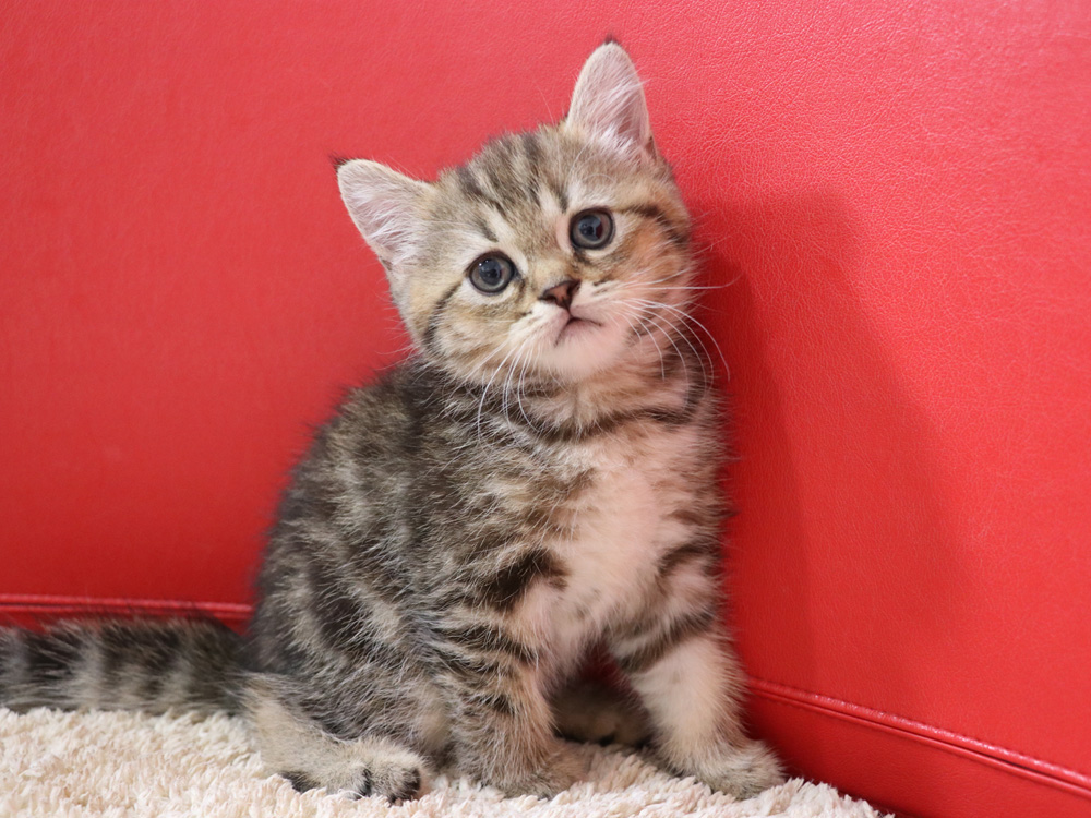 スコティッシュフォールドの子猫画像