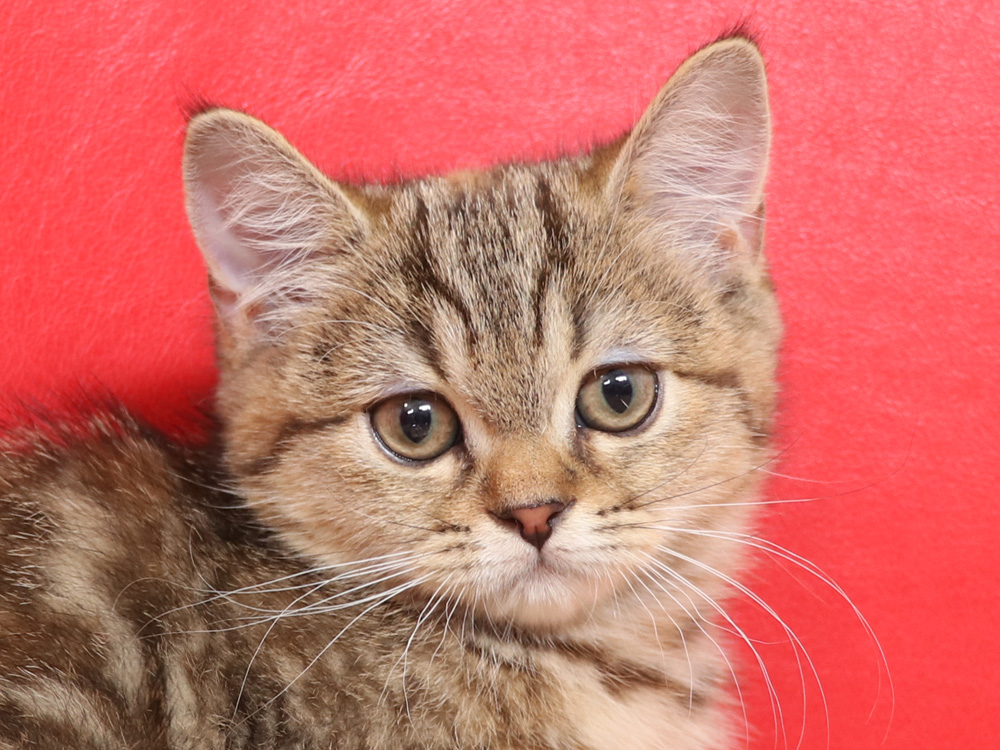 スコティッシュフォールドの子猫画像