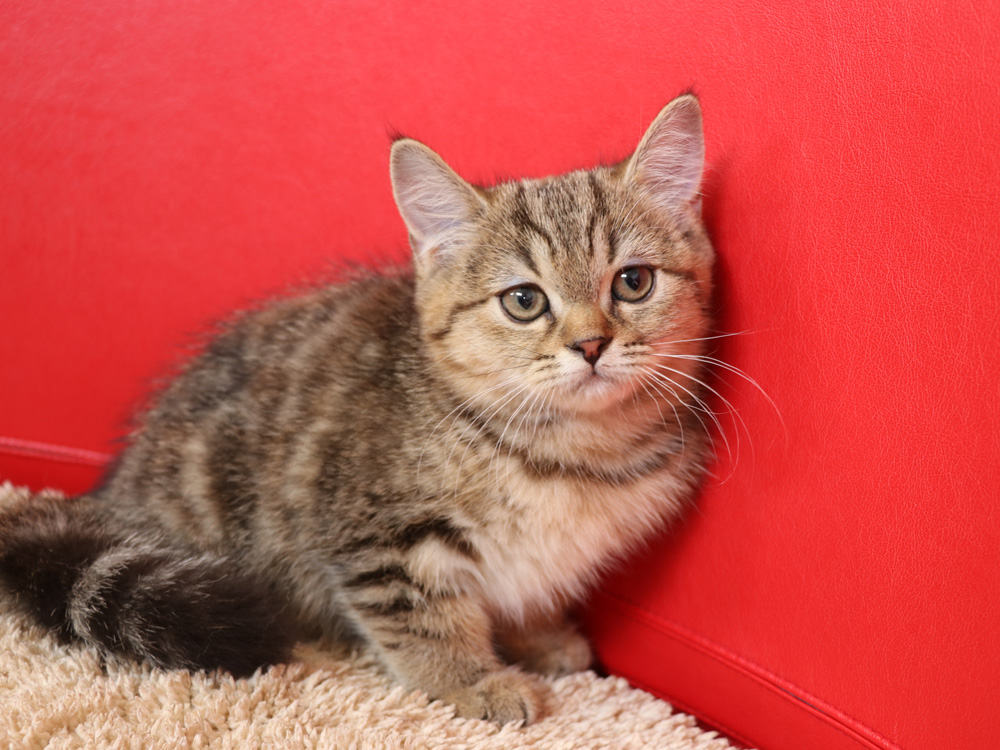 スコティッシュフォールドの子猫画像
