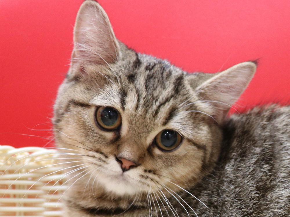 スコティッシュフォールドの子猫画像