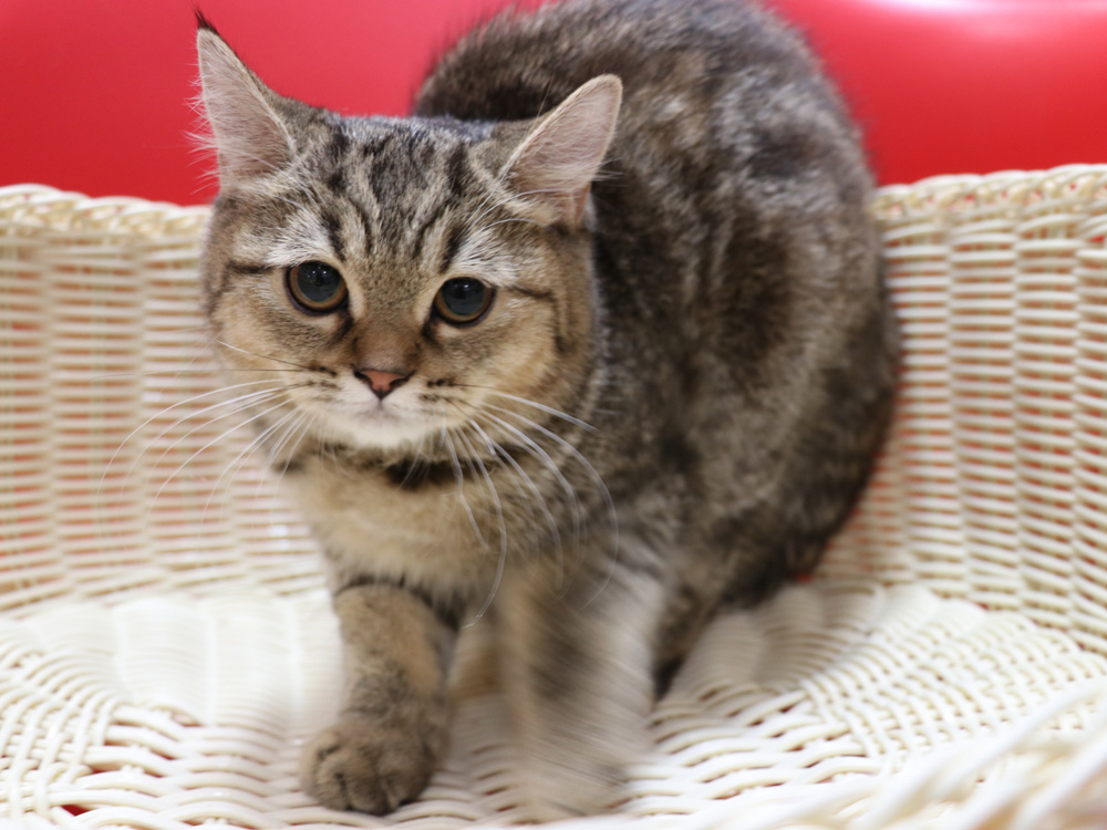 スコティッシュフォールドの子猫画像