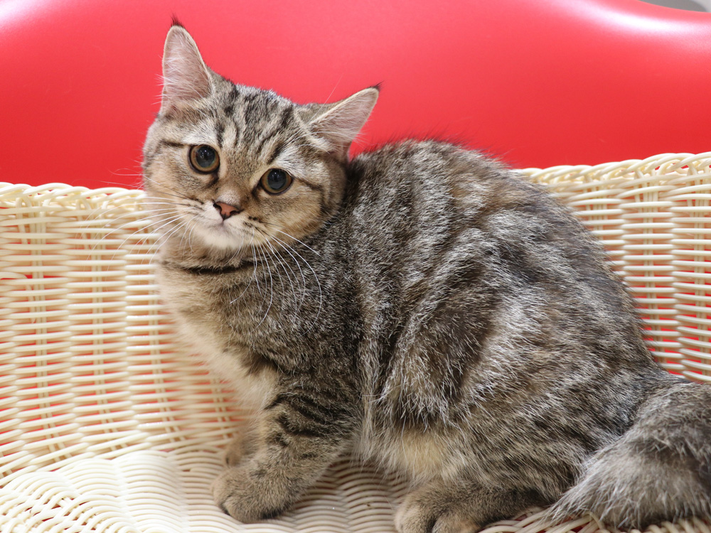 スコティッシュフォールドの子猫画像
