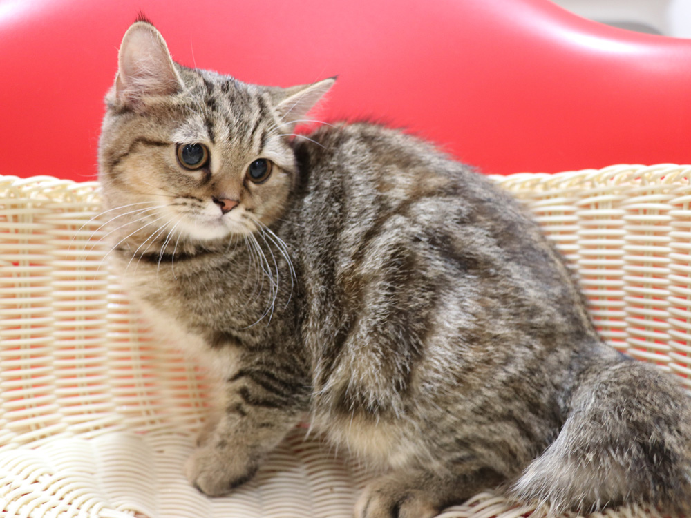 スコティッシュフォールドの子猫画像