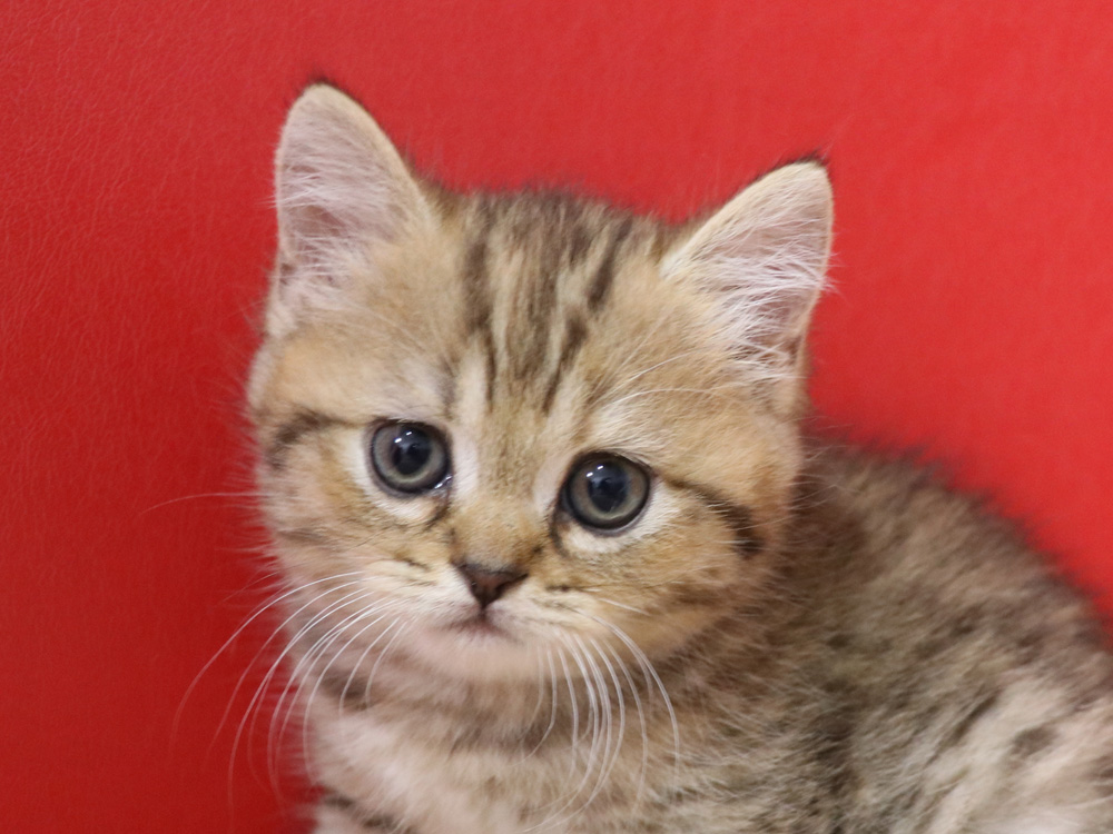スコティッシュフォールドの子猫画像