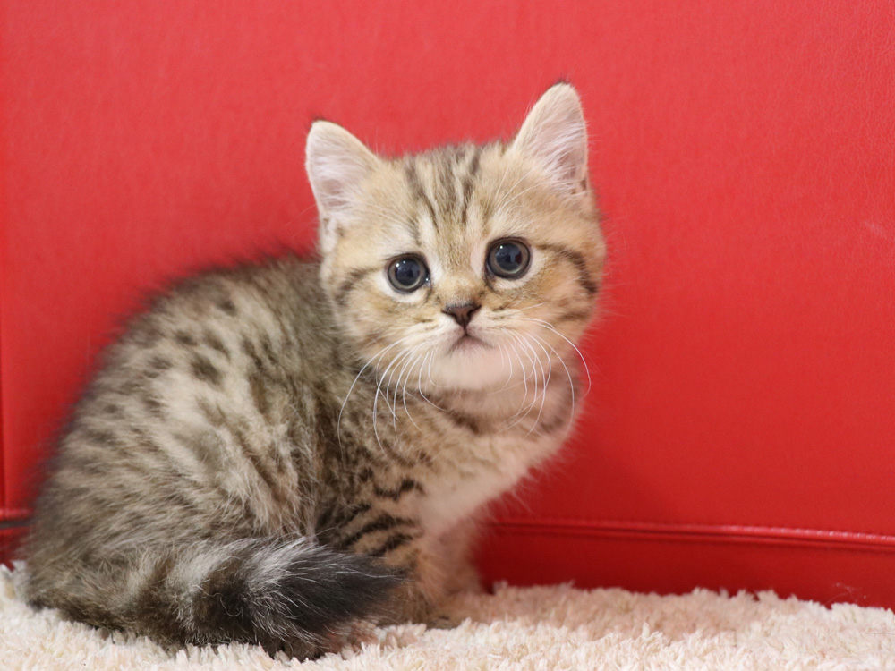 スコティッシュフォールドの子猫画像