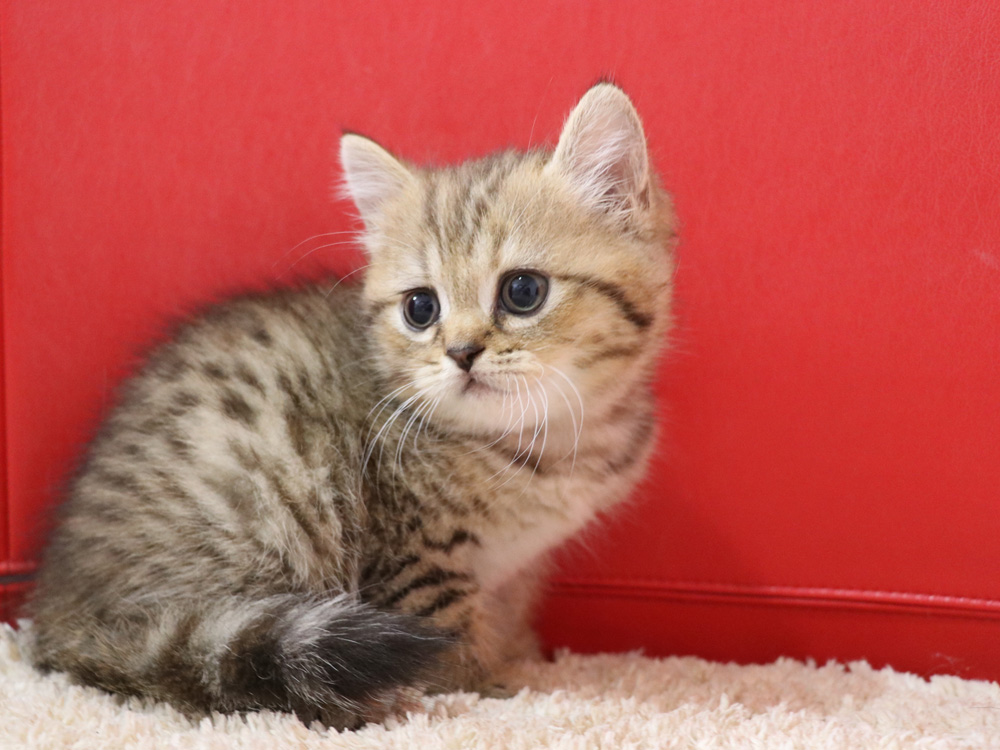 スコティッシュフォールドの子猫画像