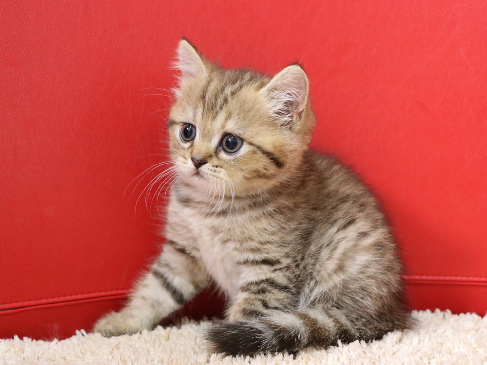 スコティッシュフォールドの子猫画像