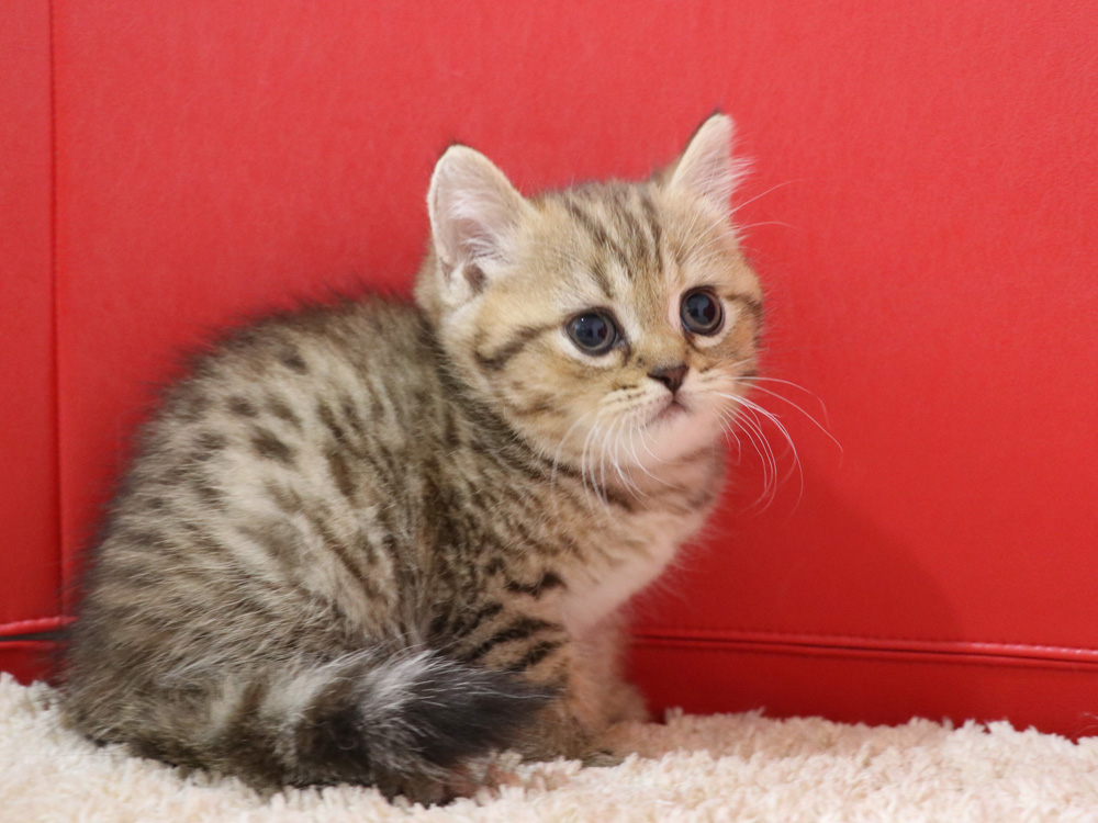 スコティッシュフォールドの子猫画像