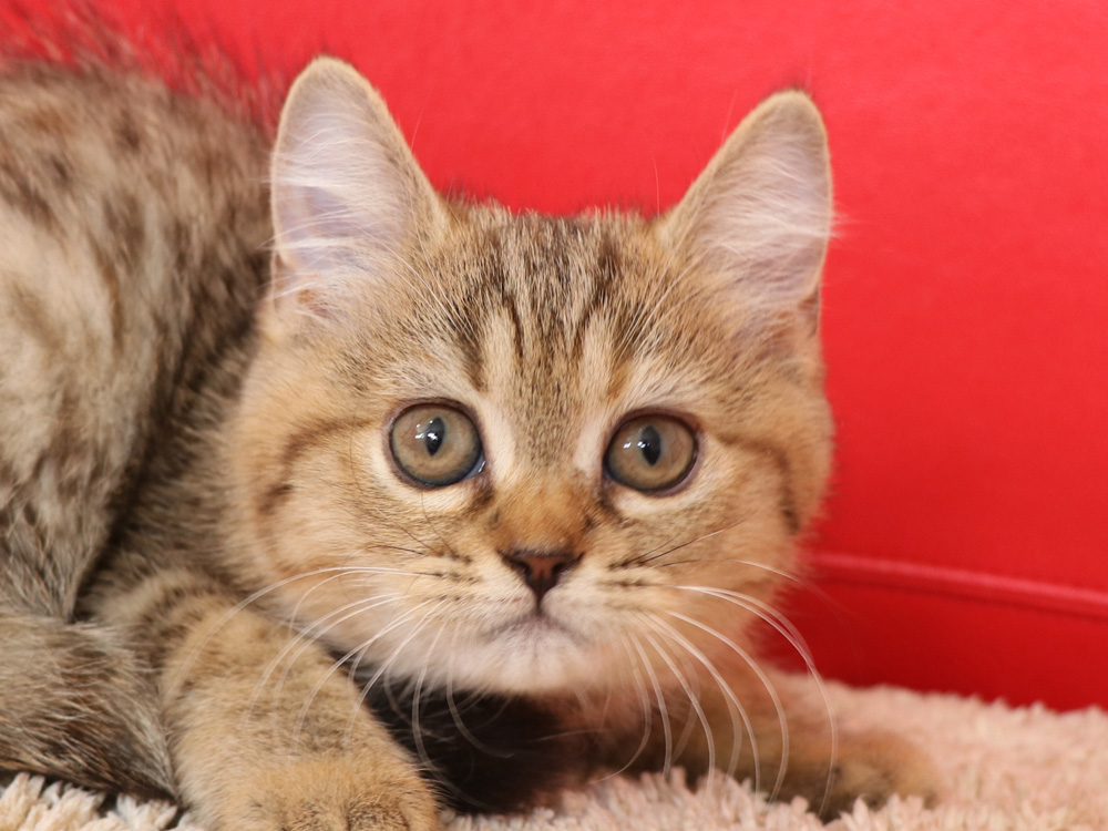 スコティッシュフォールドの子猫画像