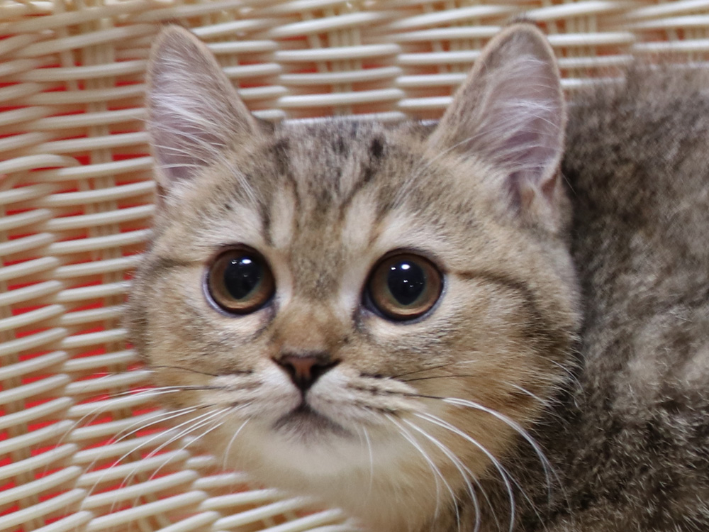 スコティッシュフォールドの子猫画像