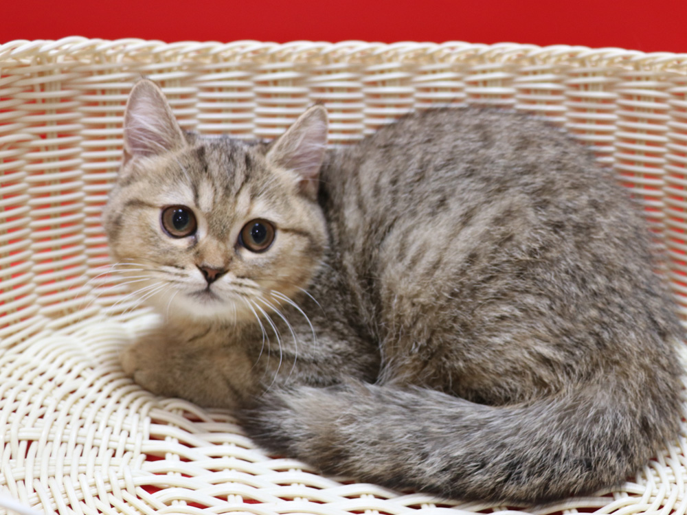 スコティッシュフォールドの子猫画像