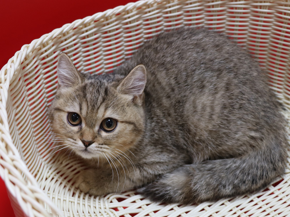 スコティッシュフォールドの子猫画像