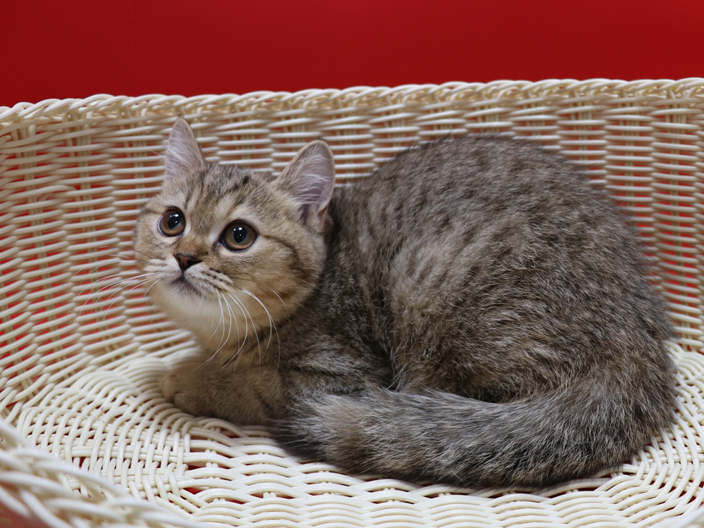 スコティッシュフォールドの子猫画像