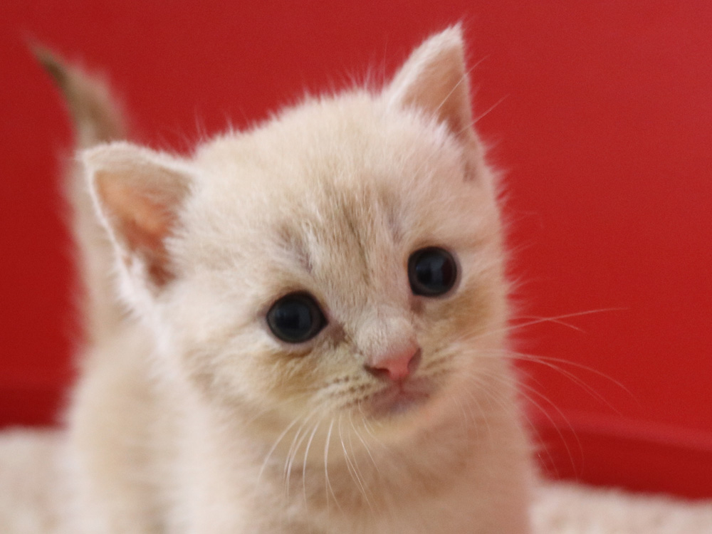 スコティッシュフォールドの子猫画像