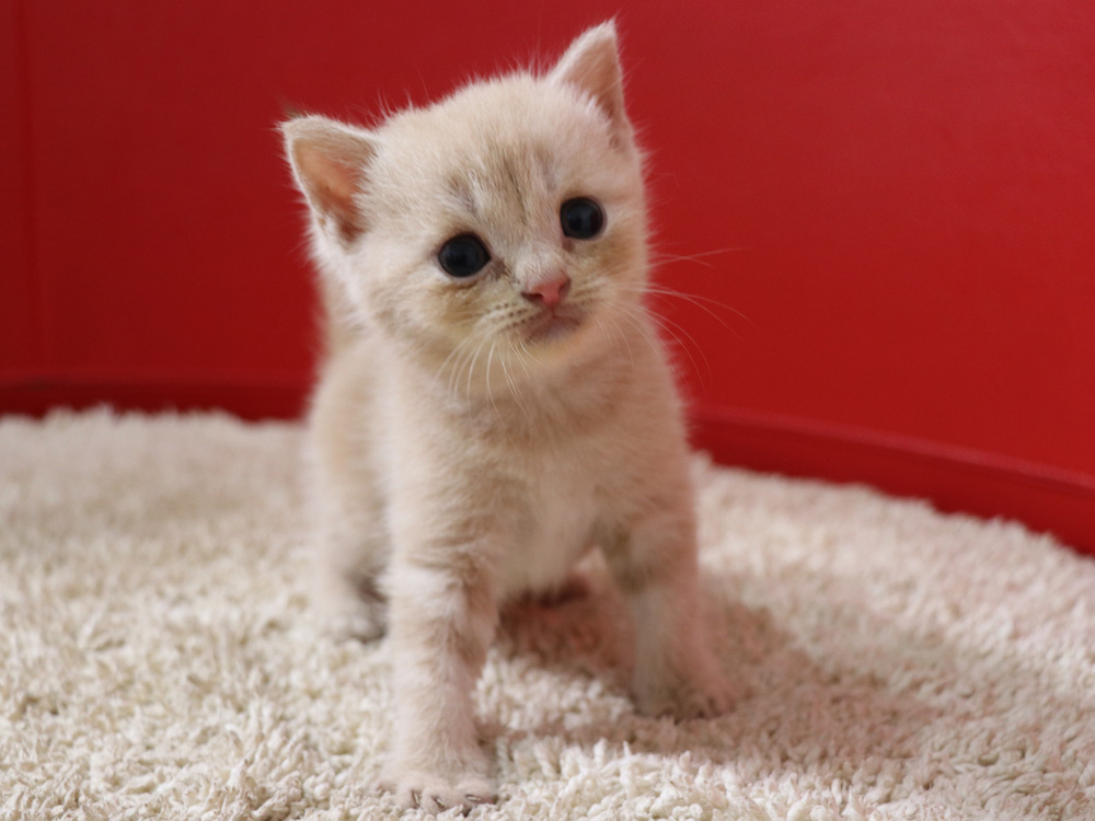 スコティッシュフォールドの子猫画像