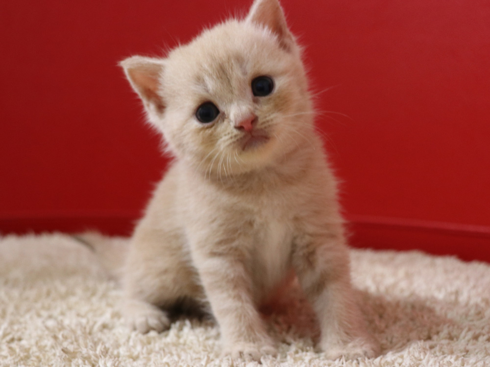 スコティッシュフォールドの子猫画像