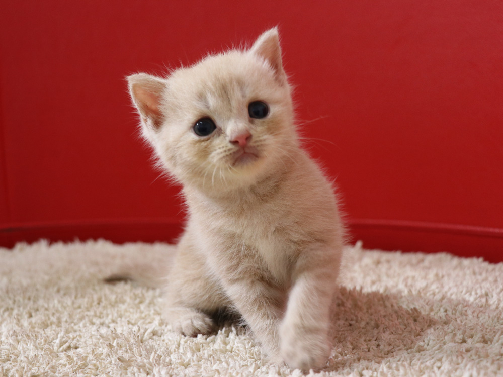 スコティッシュフォールドの子猫画像