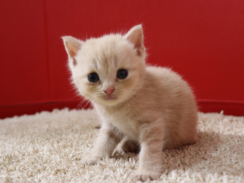 スコティッシュフォールドの子猫画像