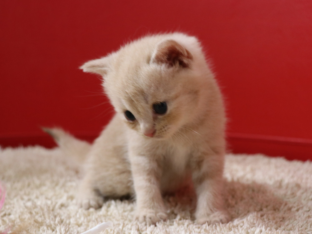 スコティッシュフォールドの子猫画像