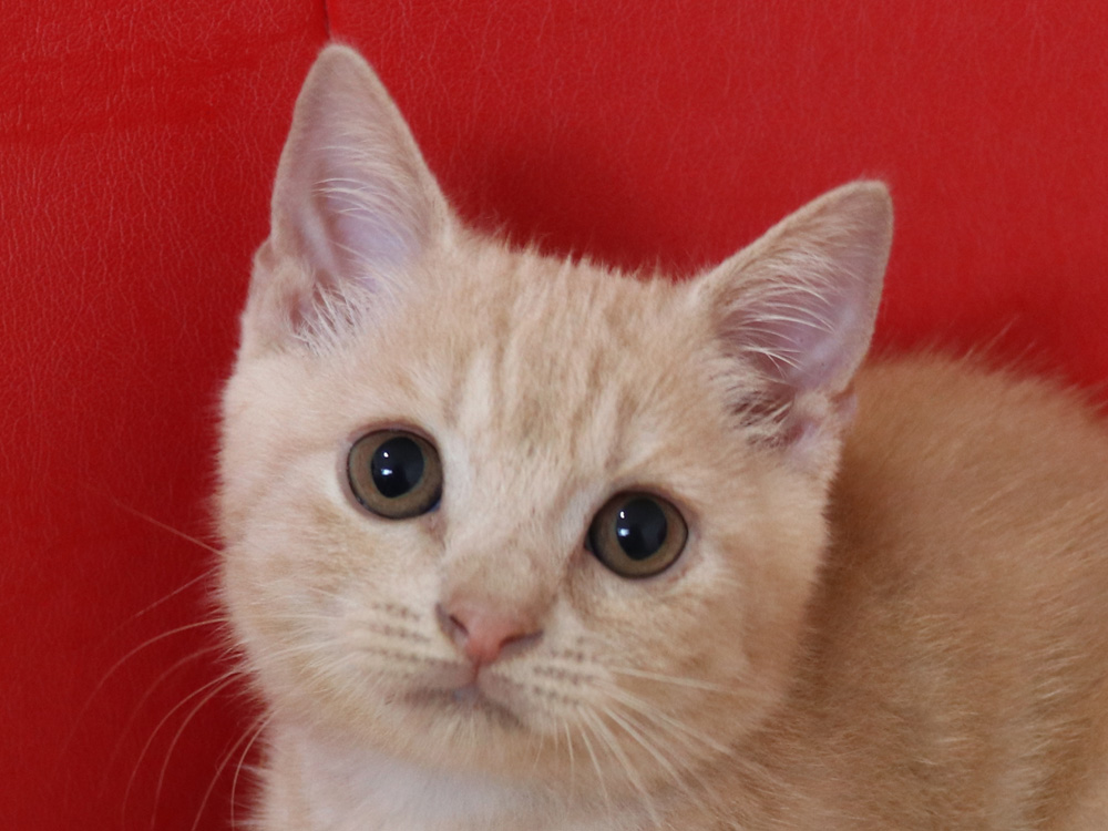 スコティッシュフォールドの子猫画像