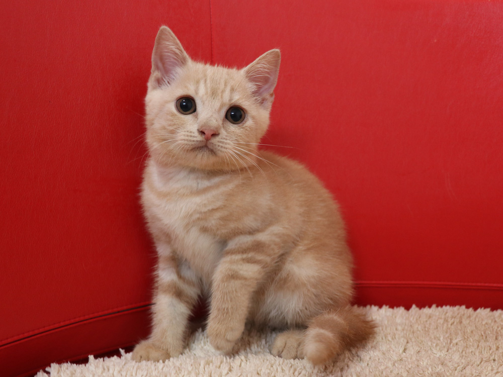 スコティッシュフォールドの子猫画像