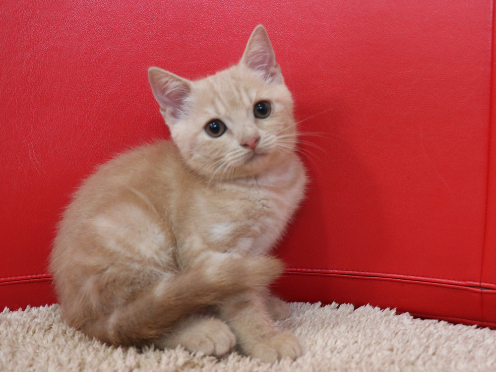 スコティッシュフォールドの子猫画像