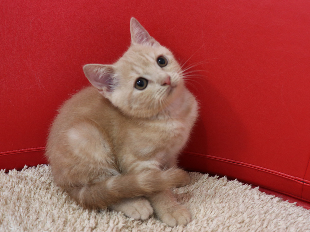 スコティッシュフォールドの子猫画像