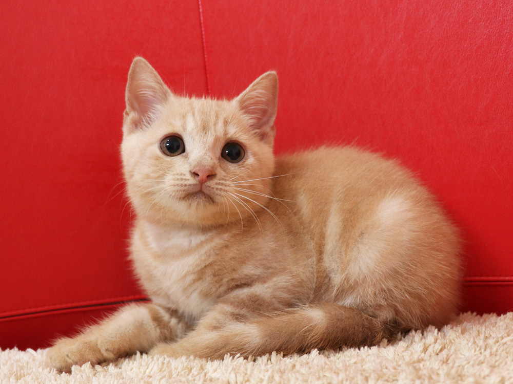 スコティッシュフォールドの子猫画像