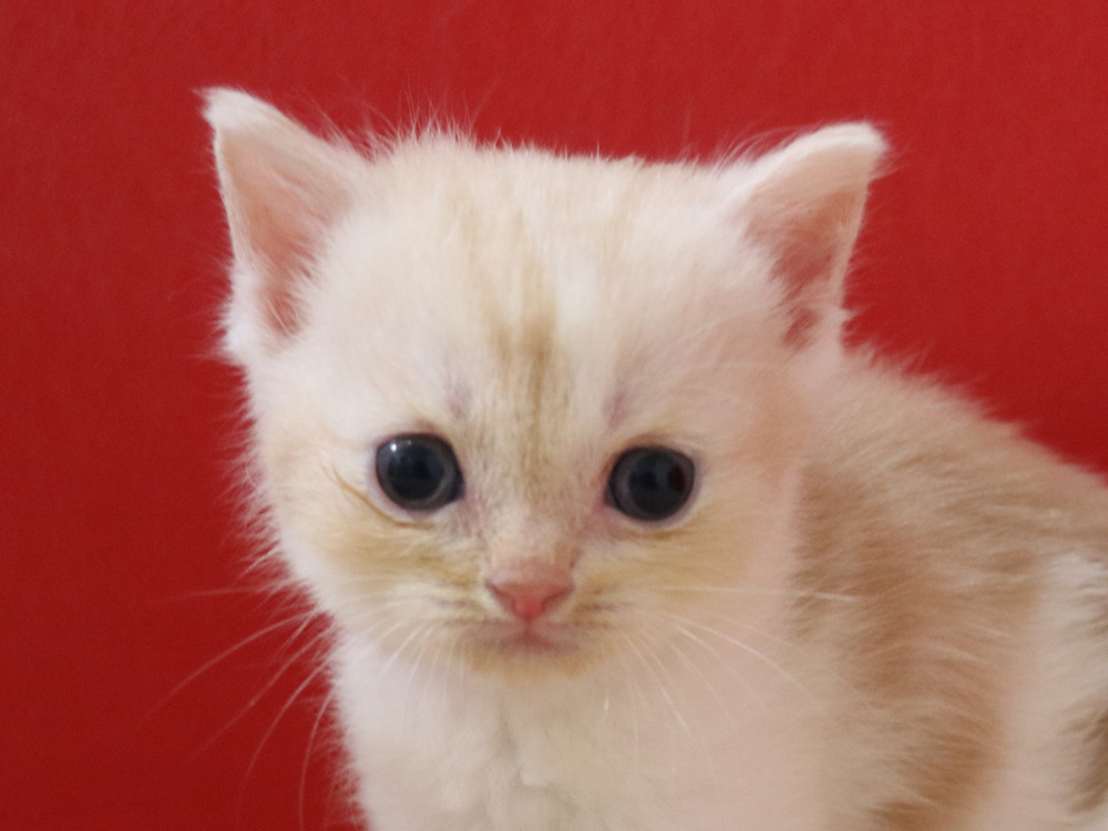 スコティッシュフォールドの子猫画像