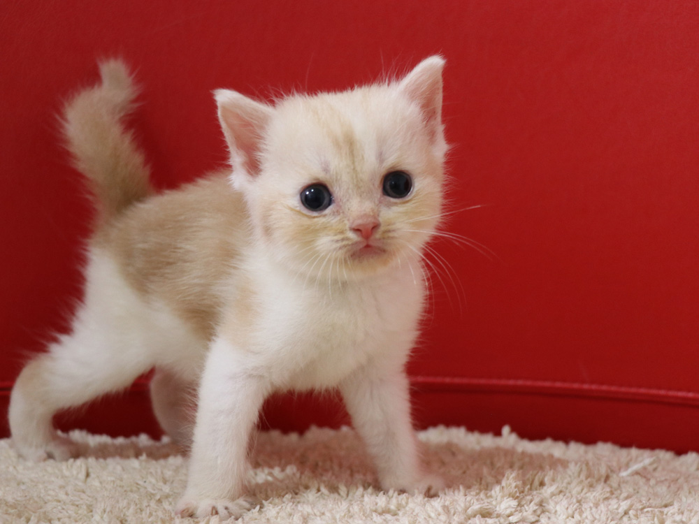 スコティッシュフォールドの子猫画像