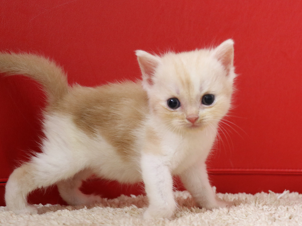 スコティッシュフォールドの子猫画像