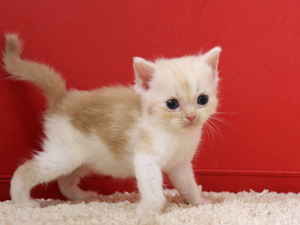 スコティッシュフォールドの子猫画像
