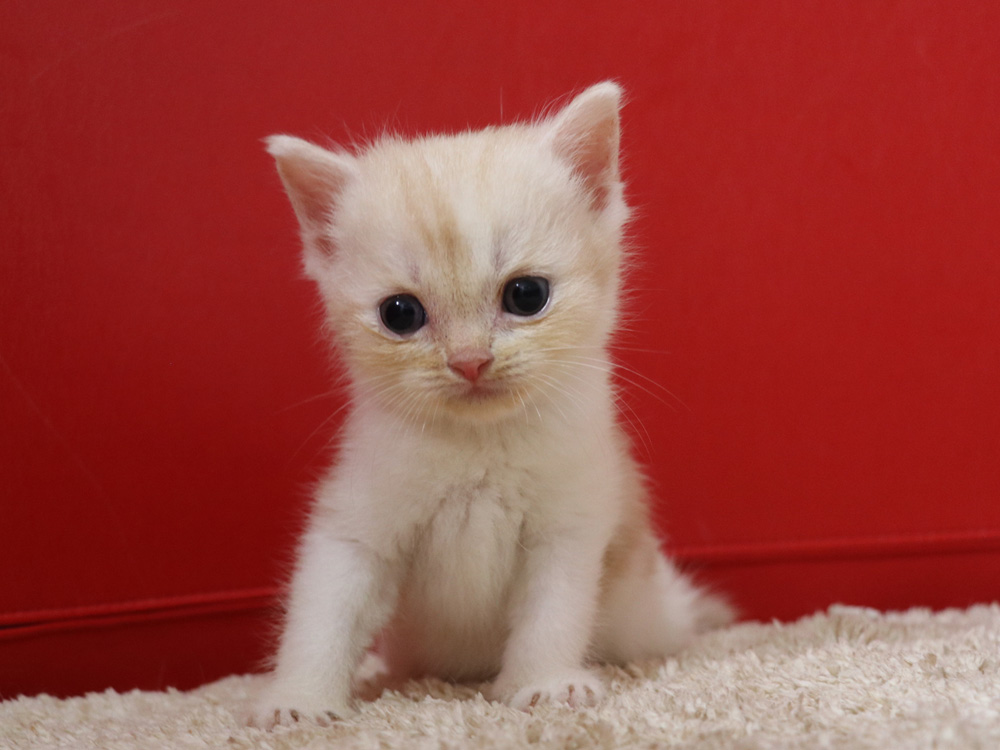 スコティッシュフォールドの子猫画像