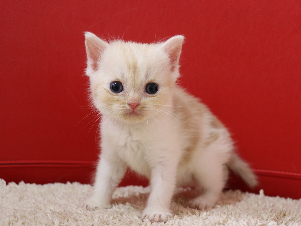 スコティッシュフォールドの子猫画像